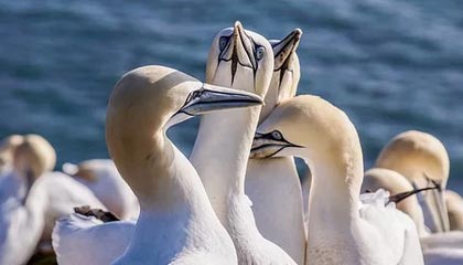 开云权威入口-快船锁死防线轻取独行侠，快船惨败独行侠51分